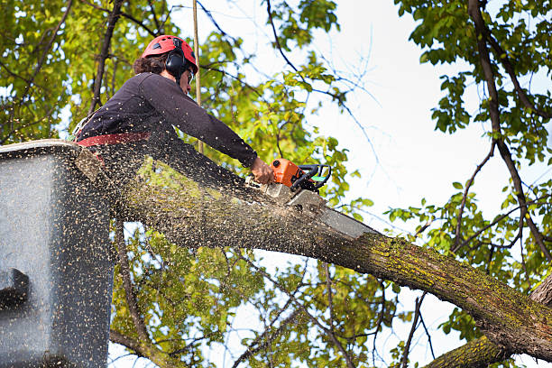 How Our Tree Care Process Works  in  Solon, OH